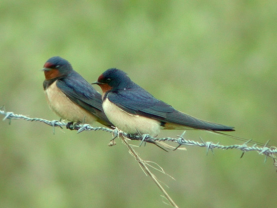 Hirondelle rustique