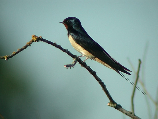 Hirondelle rustique