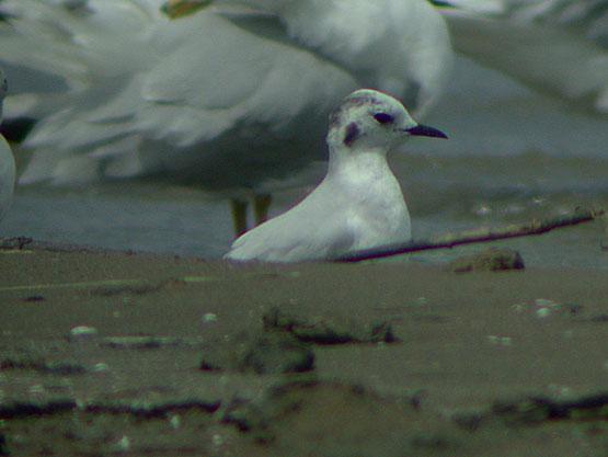 Mouette pygme