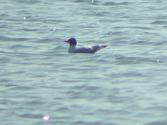 Mouette pygme