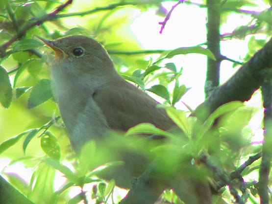 nightingale bird flying. The Nightingale