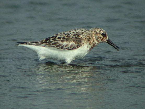 Bcasseau sanderling