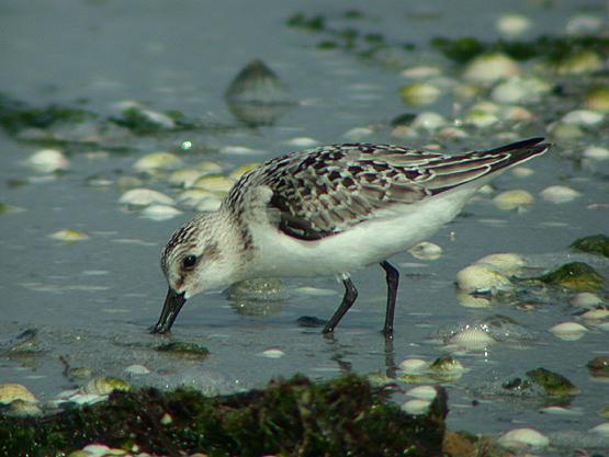 Bcasseau sanderling