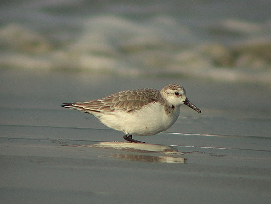 Bcasseau sanderling