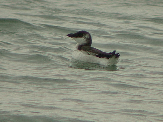 Pingouin torda