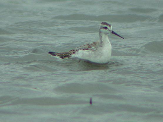 Phalarope de Wilson Phalarope de Wilson