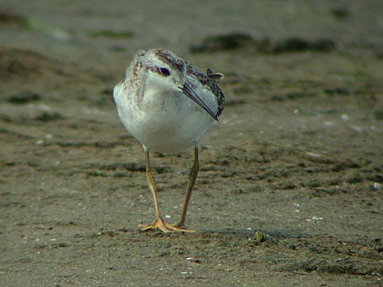 Phalarope de Wilson Phalarope de Wilson