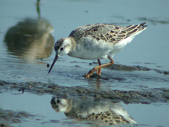 Phalarope de Wilson Phalarope de Wilson