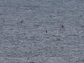 Puffin de Baillon