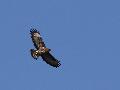 Buse variable