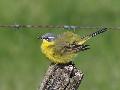 Bergeronnette printanire