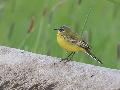 Bergeronnette printanire