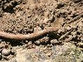 Slow-worm