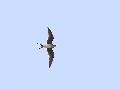 Collared Pratincole