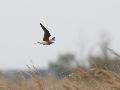 Collared Pratincole