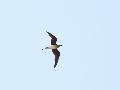 Collared Pratincole