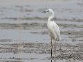 Great White Egret
