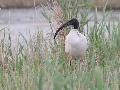 Sacred Ibis