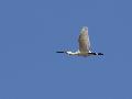 Eurasian Spoonbill