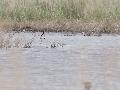 Marsh Sandpiper