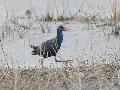 Purple Swamphen