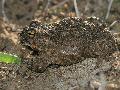 Crapaud calamite