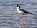 Black-winged Stilt