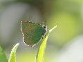 Argus vert