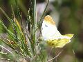 Aurore de Provence