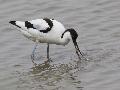 Avocette lgante