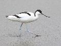 Avocette lgante