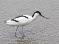 Avocette lgante