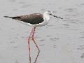 Black-winged Stilt