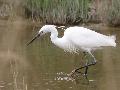 Little Egret