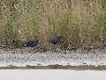 Purple Swamphen