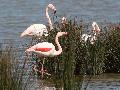 Flamant rose