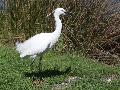 Aigrette garzette