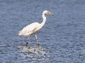 Grande aigrette