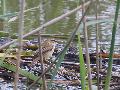 Phragmite des joncs
