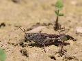 Aolope automnale