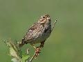 Bruant proyer