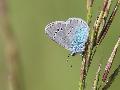 Azur des cytises
