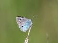 Azur des cytises