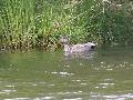 Canard chipeau
