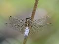 Orthtrum rticul