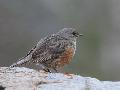 Alpine Accentor