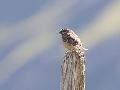 Rock Bunting