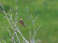 Yellowhammer
