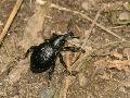 Liparus germanus