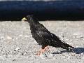Alpine Chough